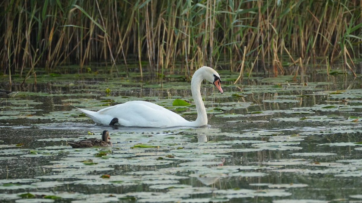 Mute Swan - ML644510866