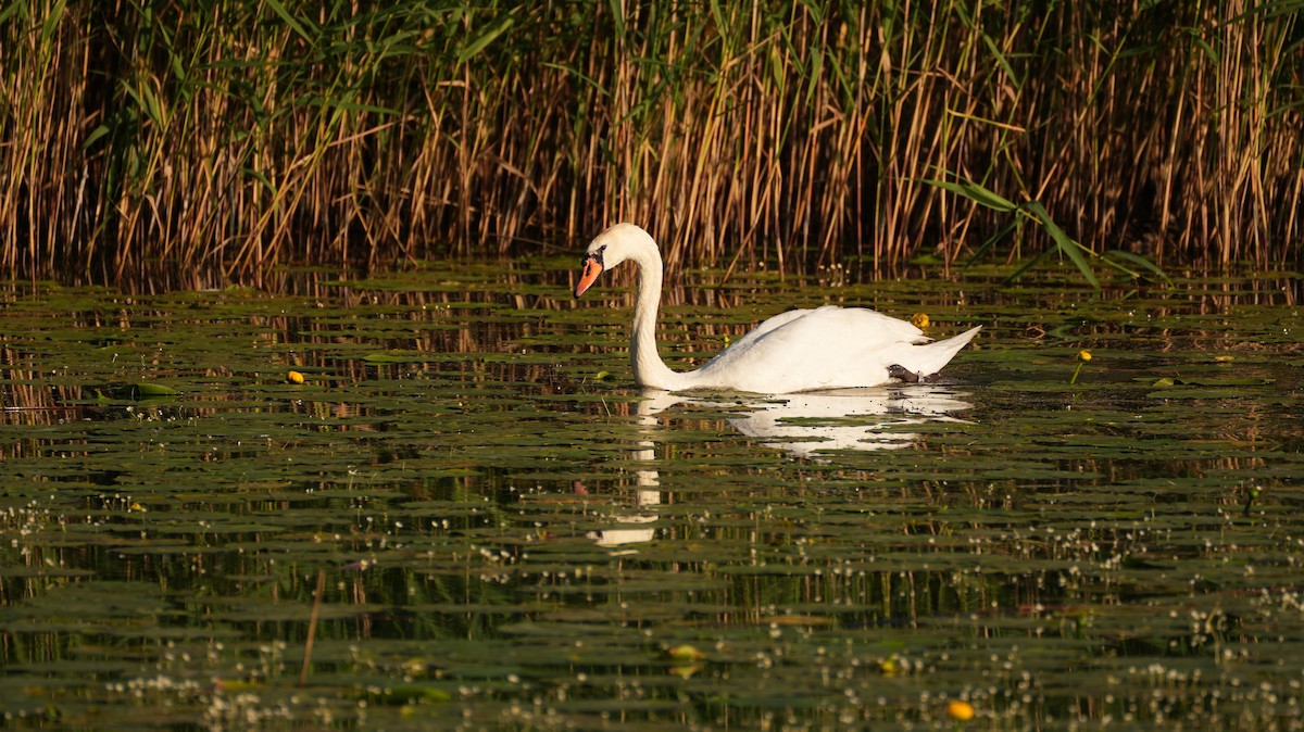 Mute Swan - ML644510867