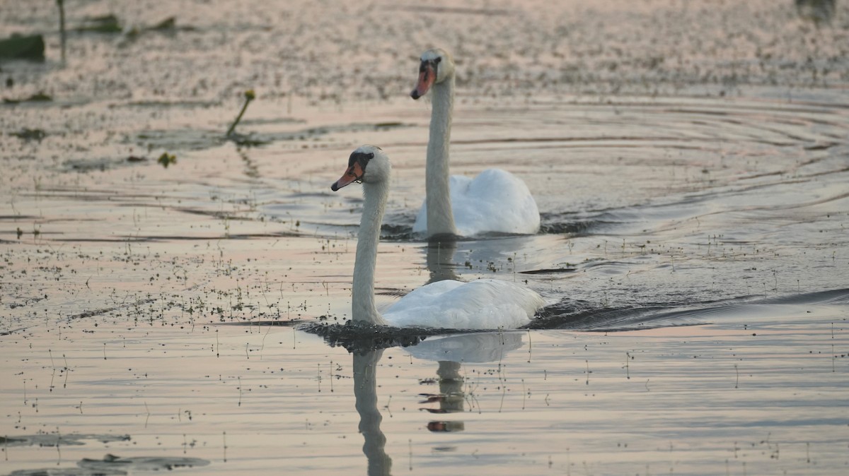 Mute Swan - ML644510868
