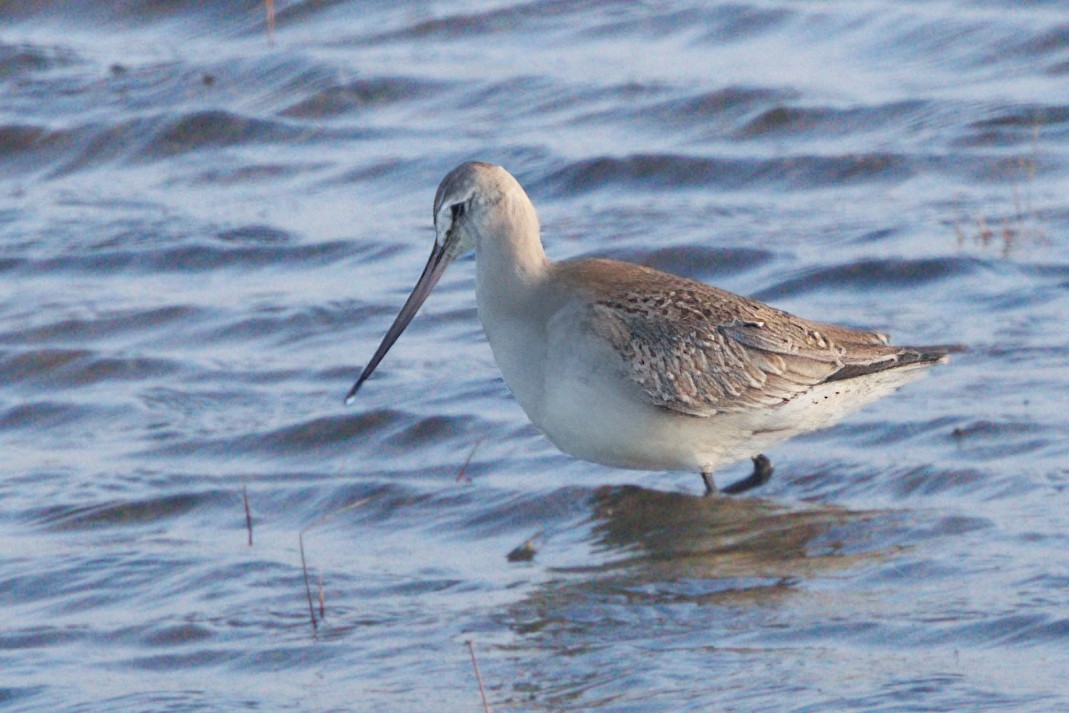 svartvingespove - ML644510871