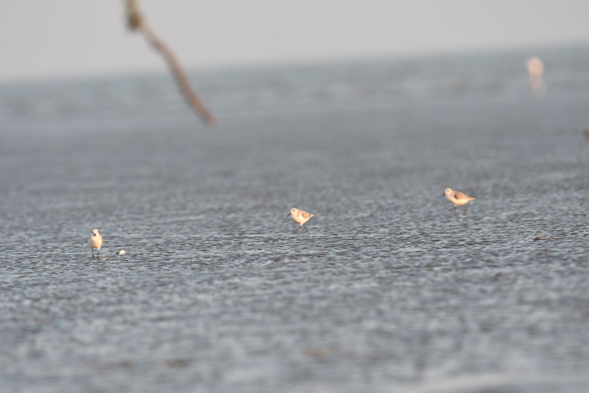 sandløper - ML644510874