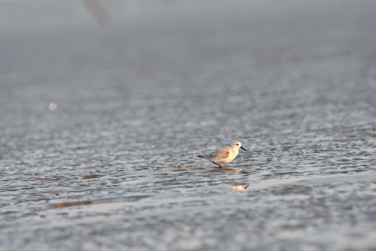 sandløper - ML644510875