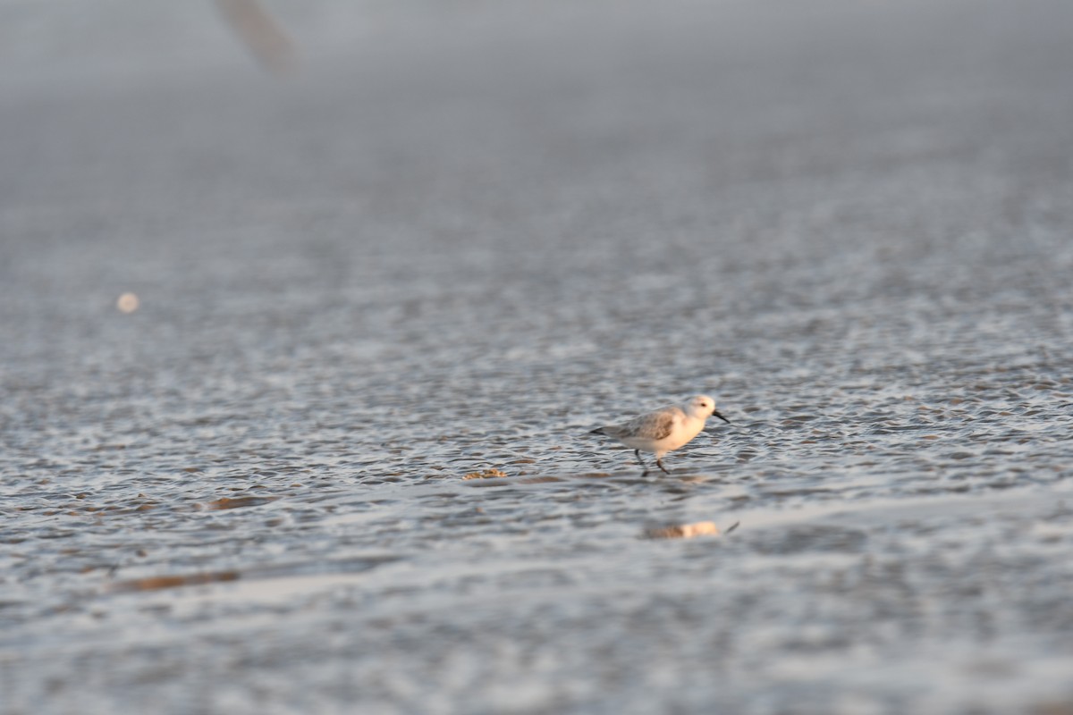 sandløper - ML644510876