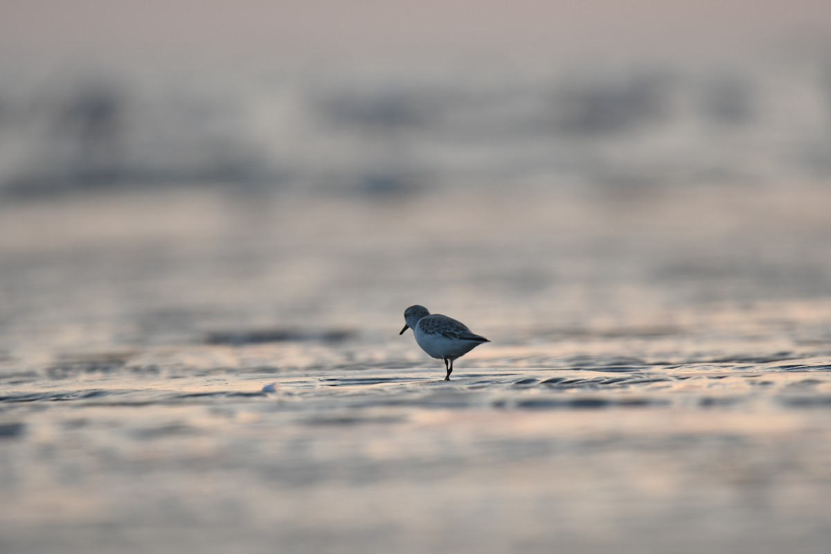 sandløper - ML644510877