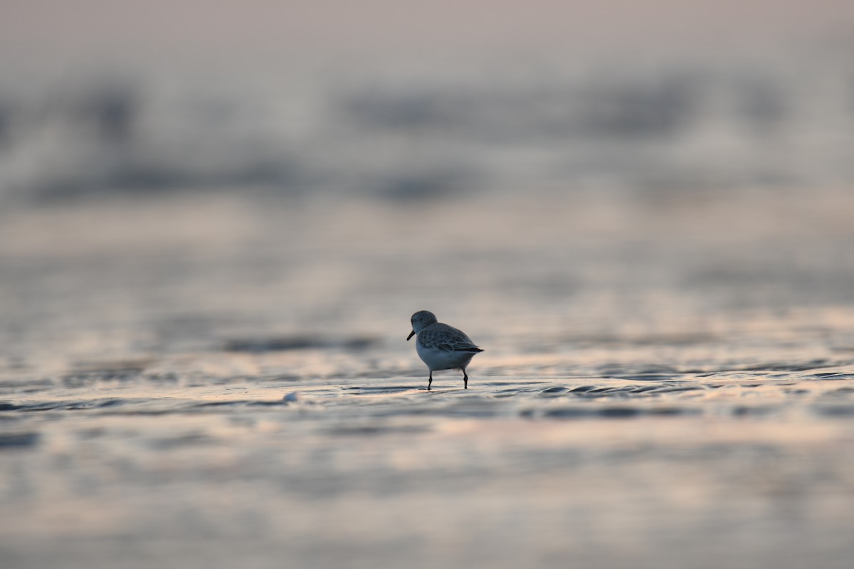 sandløper - ML644510878