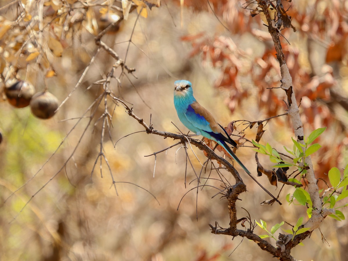 Abyssinian Roller - ML644510879