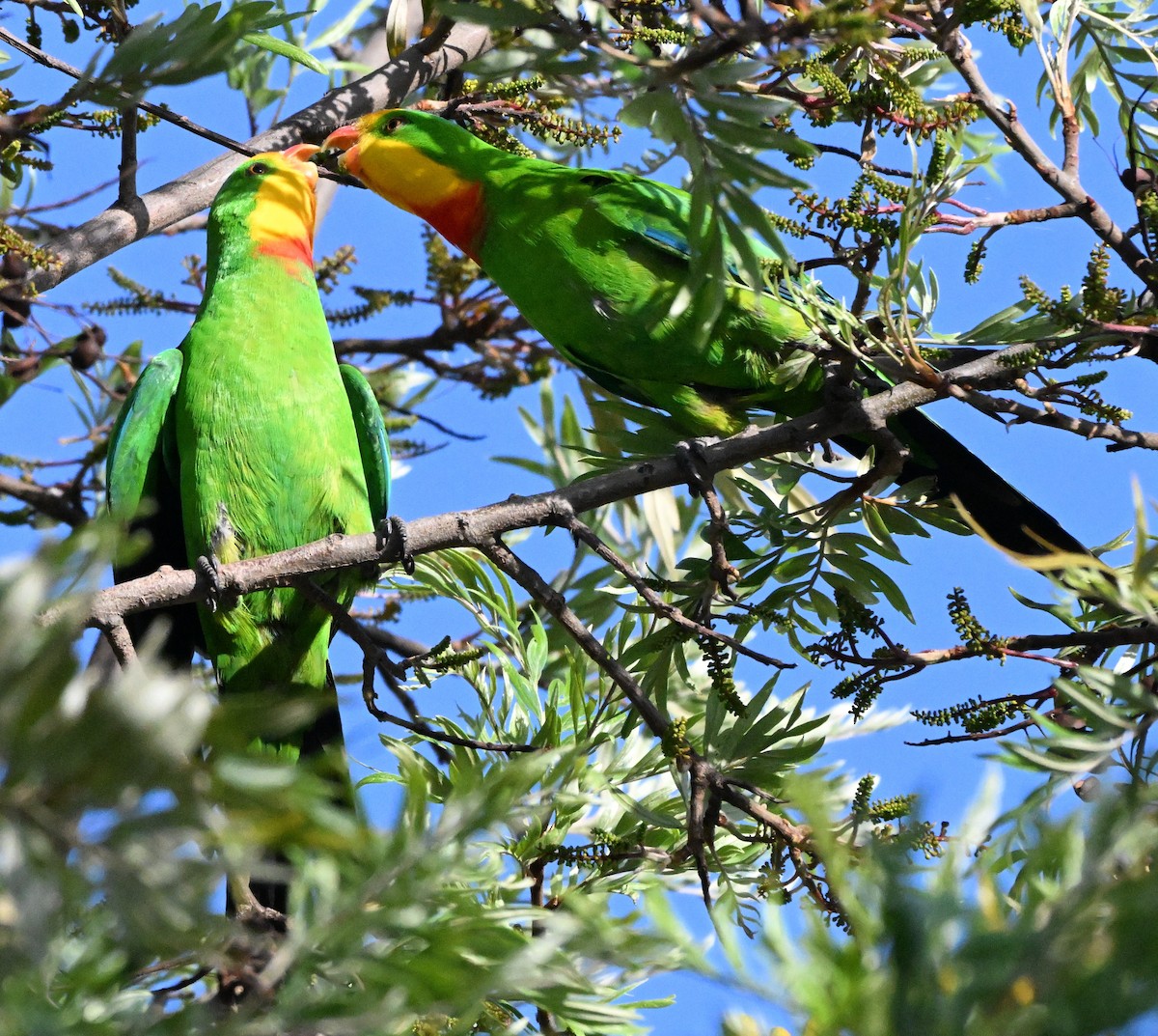 Superb Parrot - ML644510899