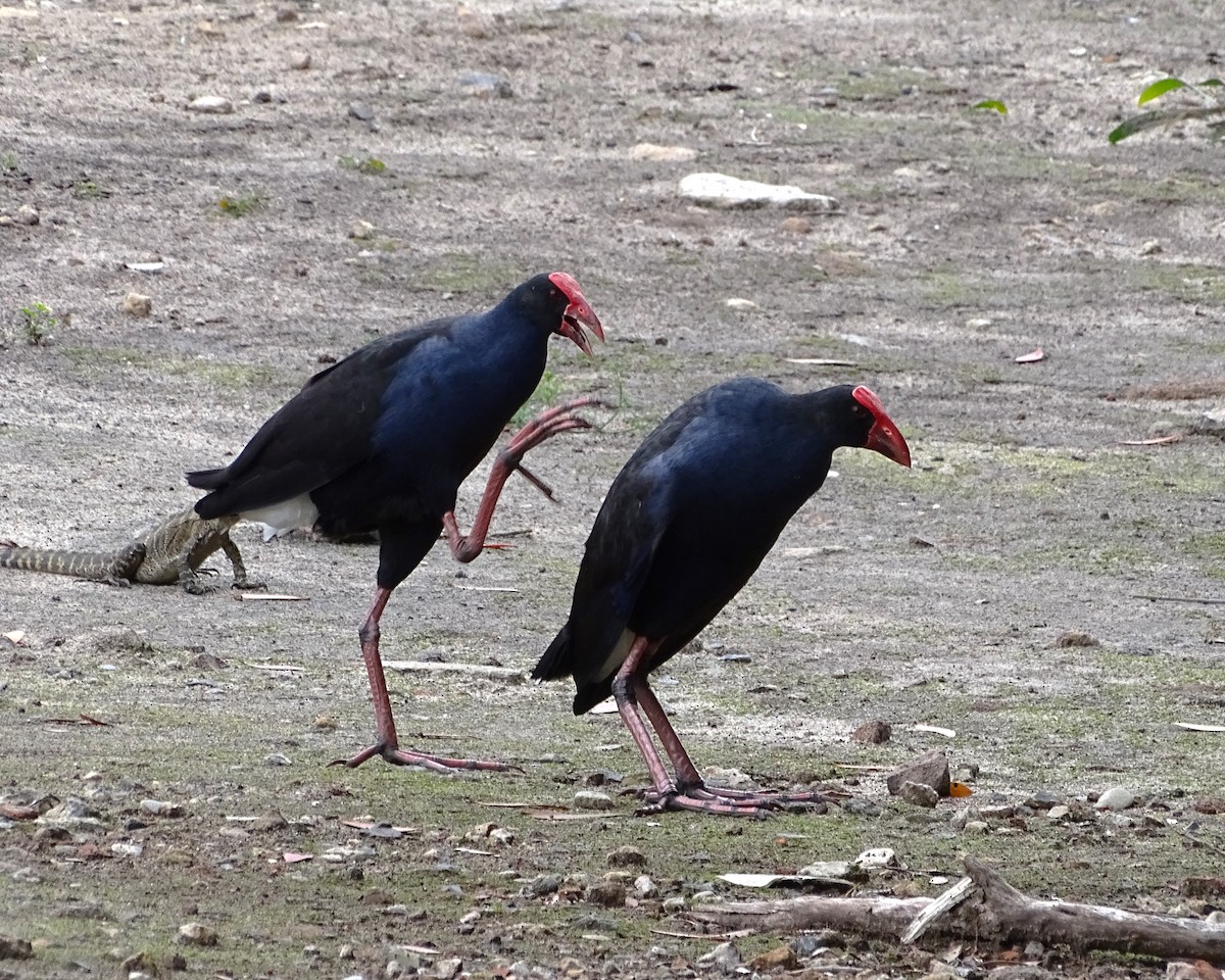 Султанка австралійська - ML644510901