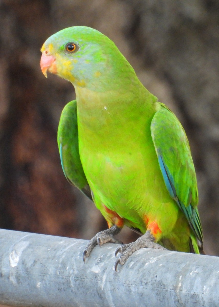 Superb Parrot - ML644510906