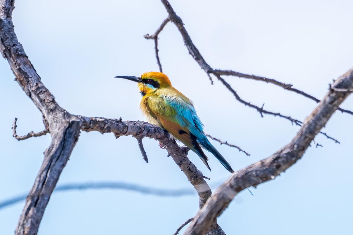 彩虹蜂虎 - ML644510908