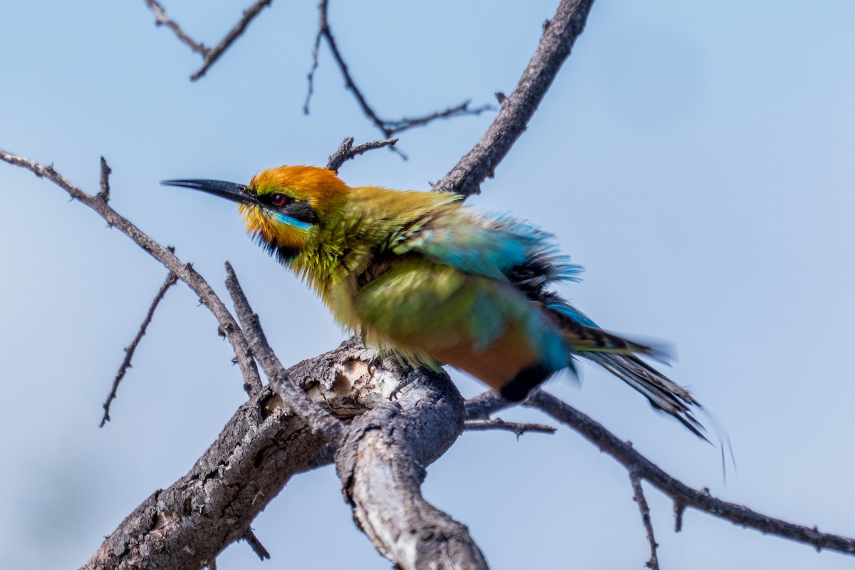 彩虹蜂虎 - ML644510909