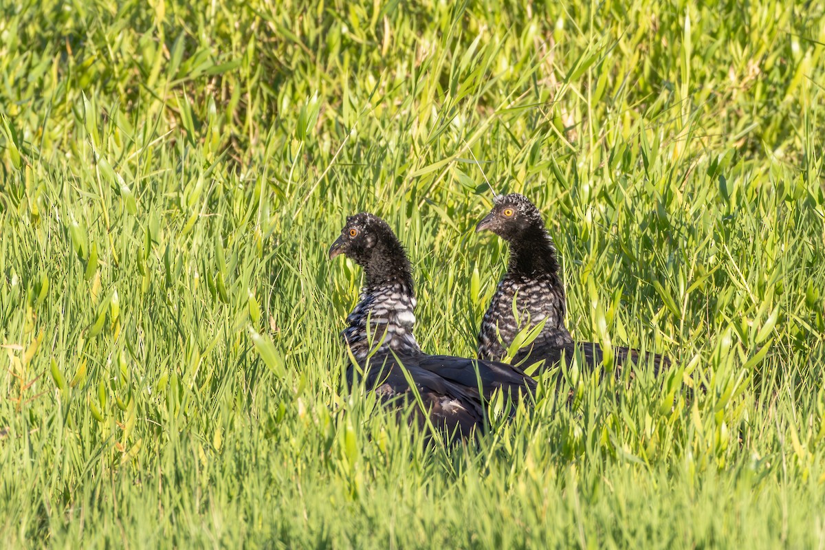 ツノサケビドリ - ML644510910