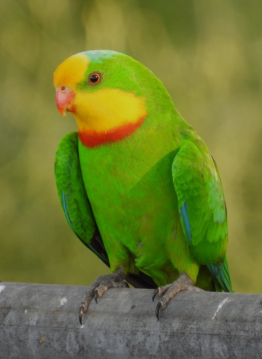 Superb Parrot - ML644510912