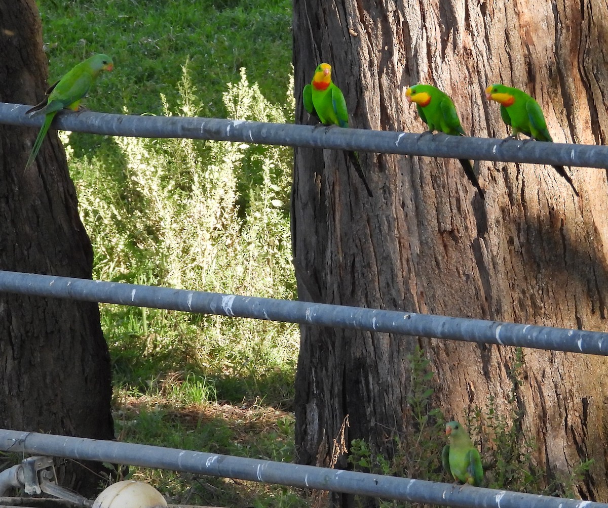 Superb Parrot - ML644510920