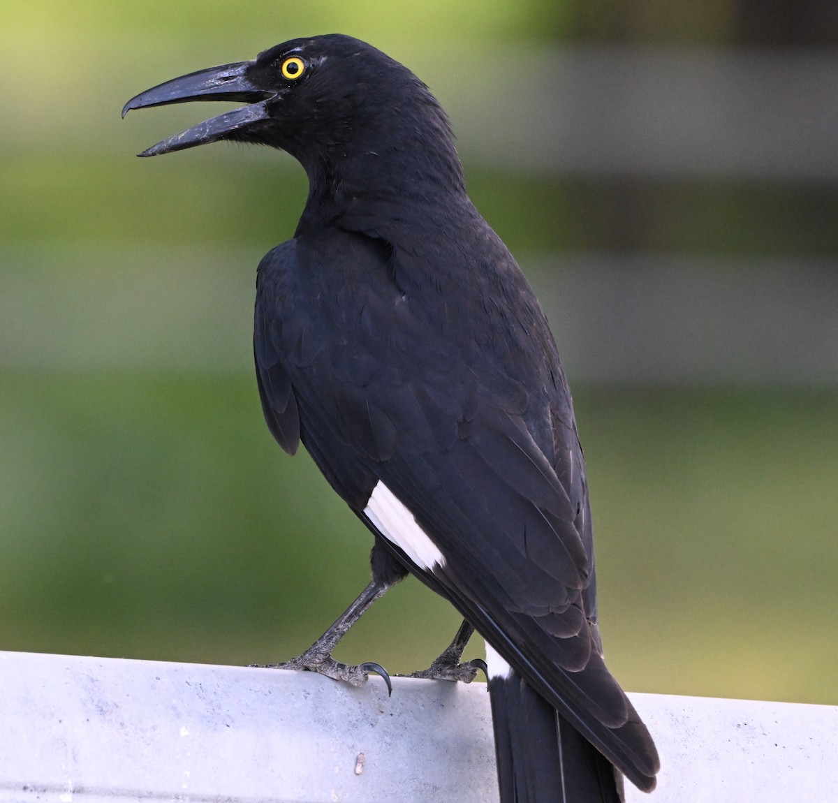 フエガラス - ML644510926