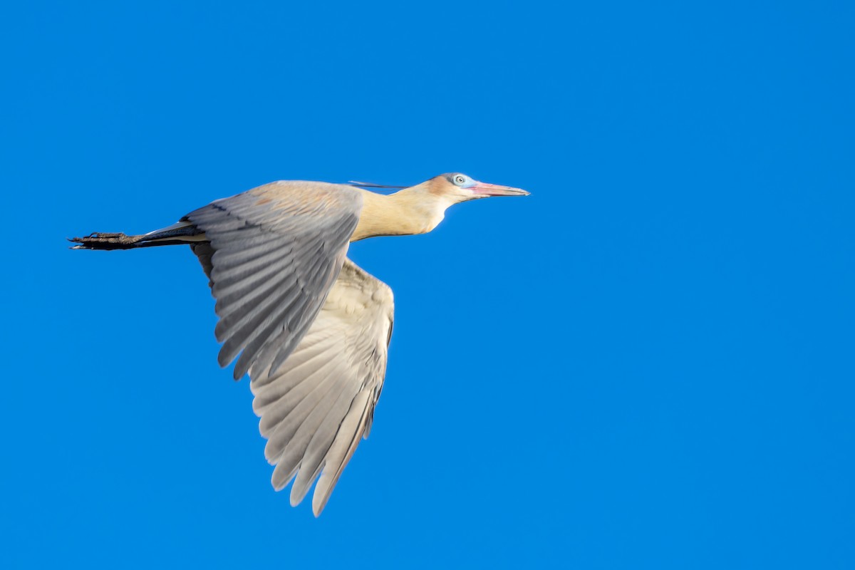 キムネゴイ - ML644510931