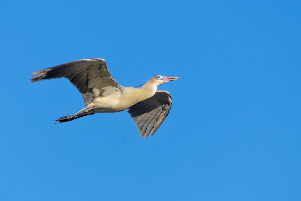 キムネゴイ - ML644510932