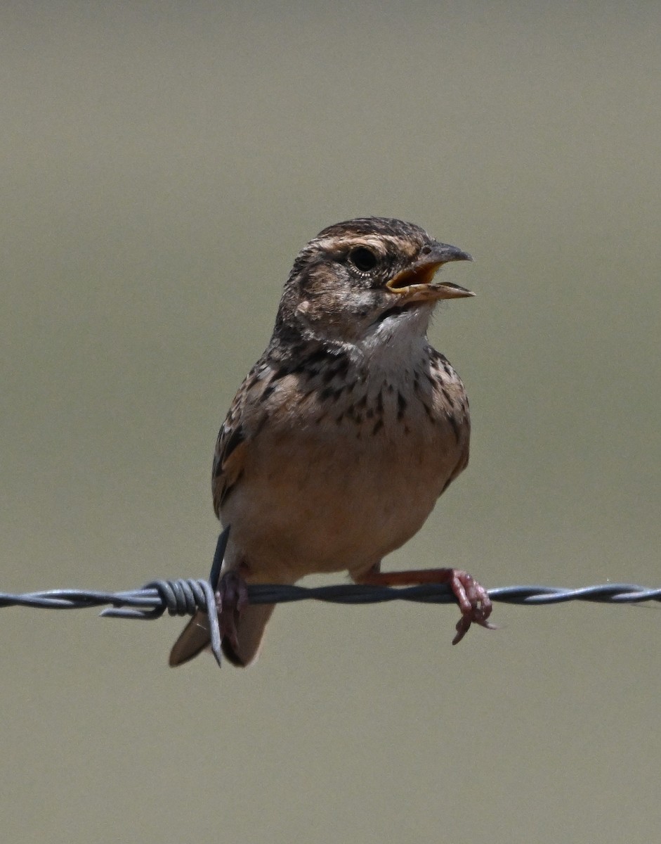 Alondra de Java - ML644510937