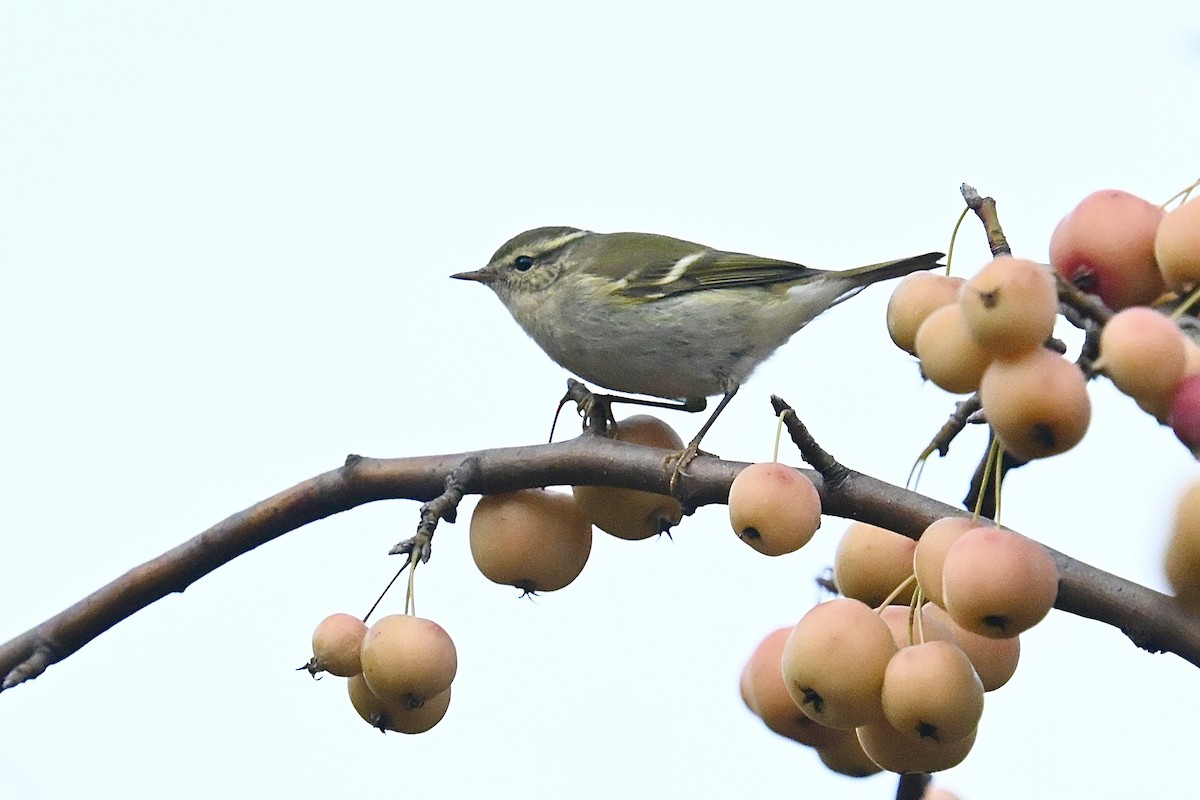 Pouillot à grands sourcils - ML644510941