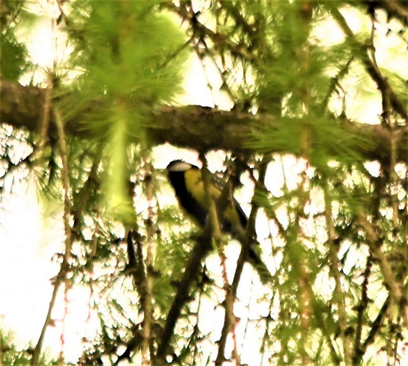 Mésange montagnarde - ML644510942