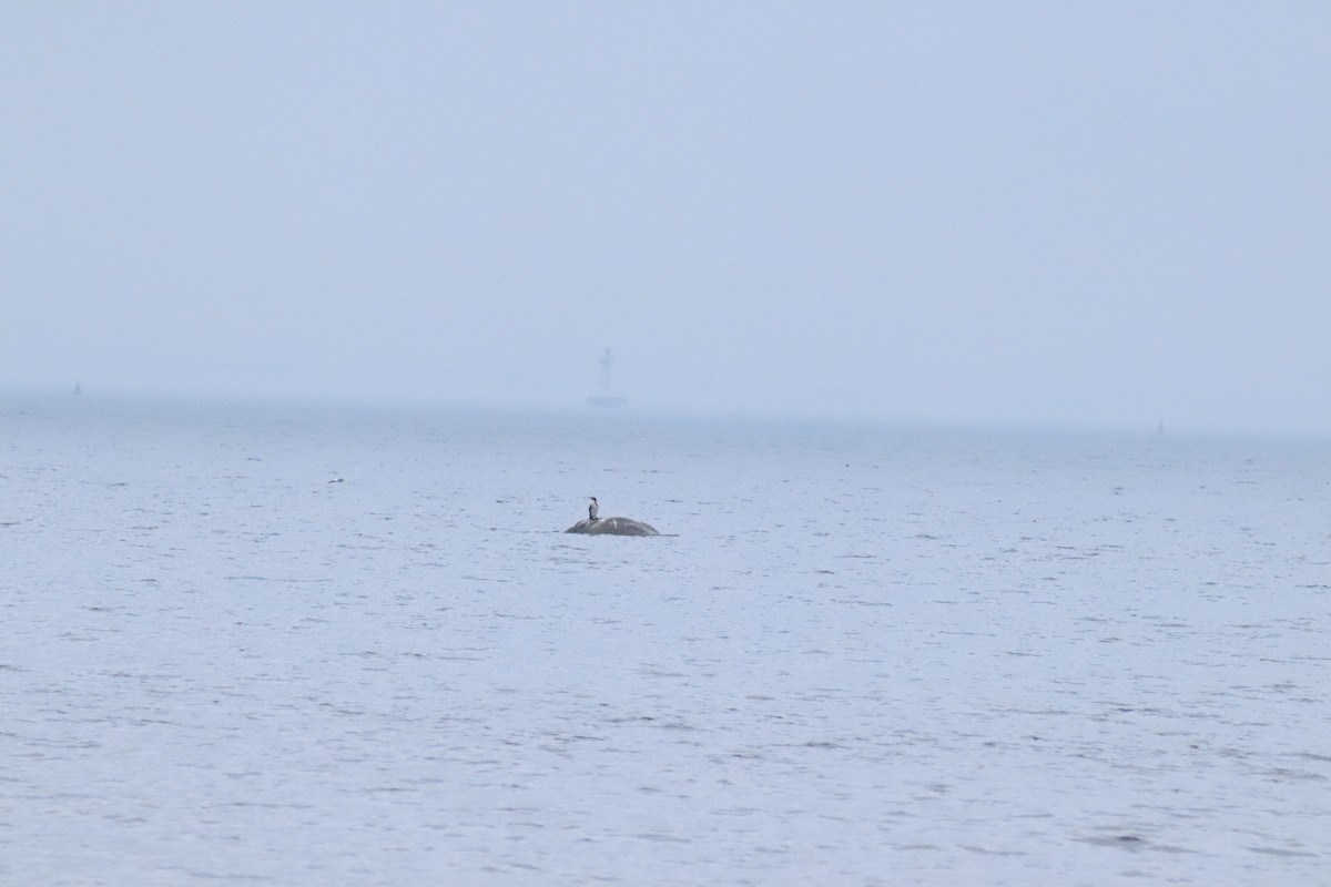 Great Cormorant - ML644510945