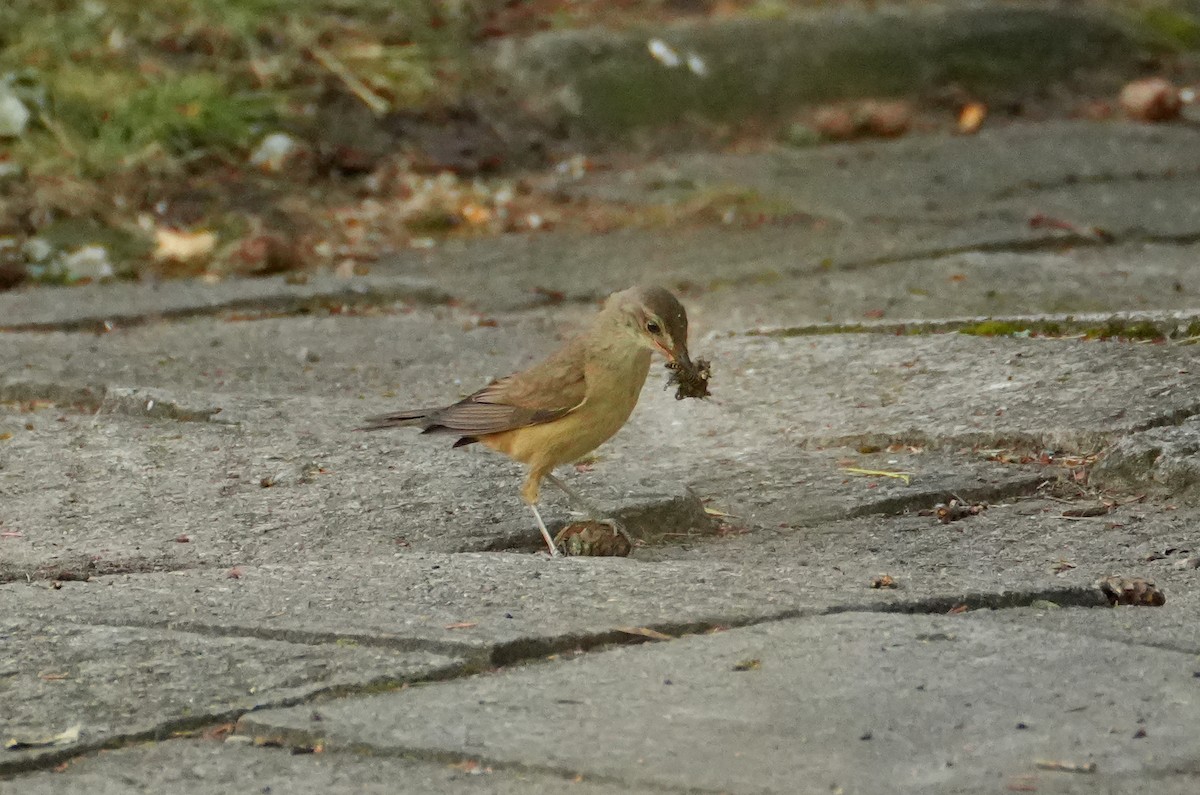 Great Reed Warbler - ML644510946