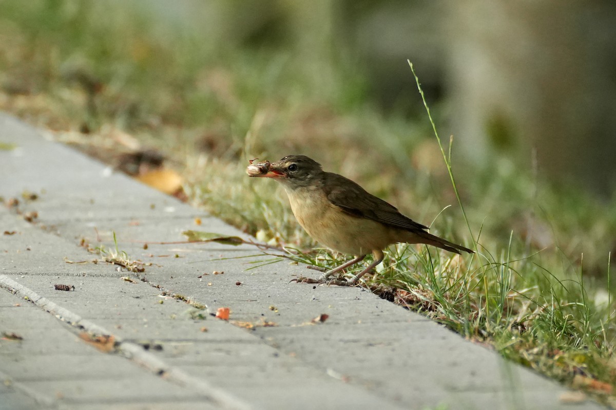 Great Reed Warbler - ML644510947