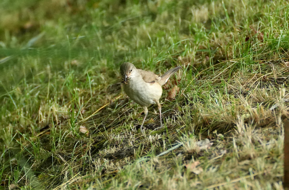 Great Reed Warbler - ML644510948