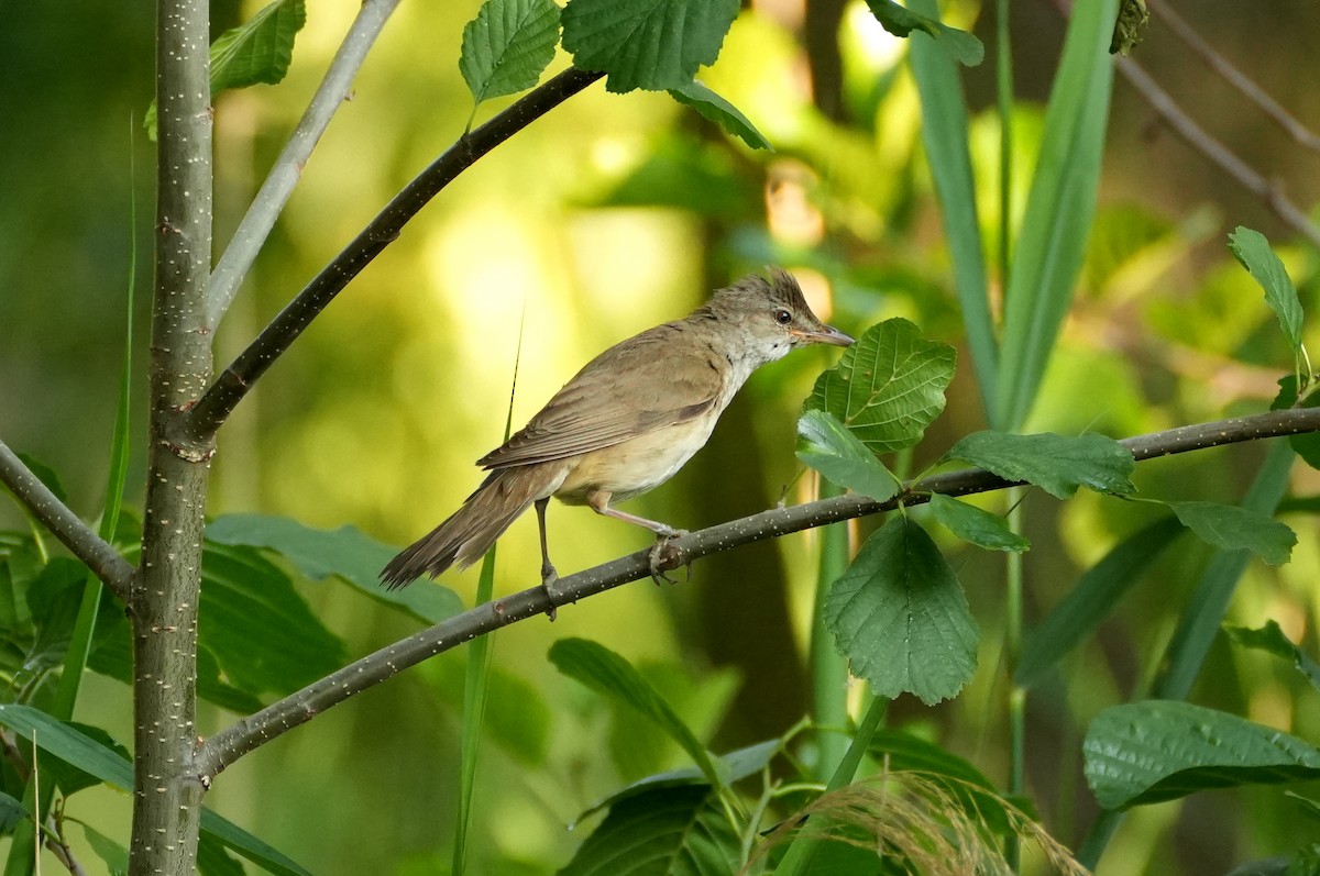 Great Reed Warbler - ML644510950