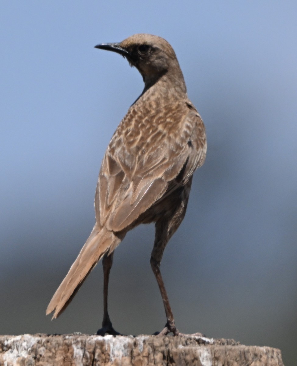 Brown Songlark - ML644510955
