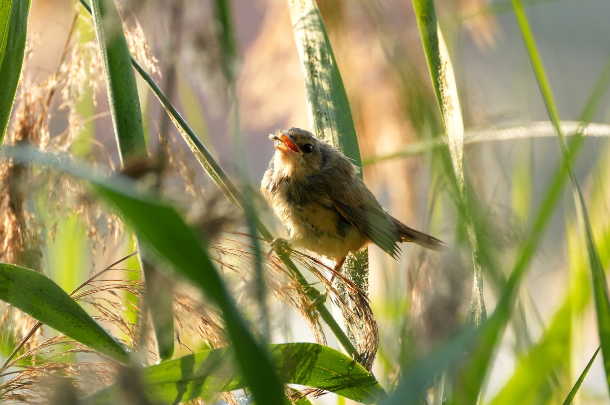Great Reed Warbler - ML644510956