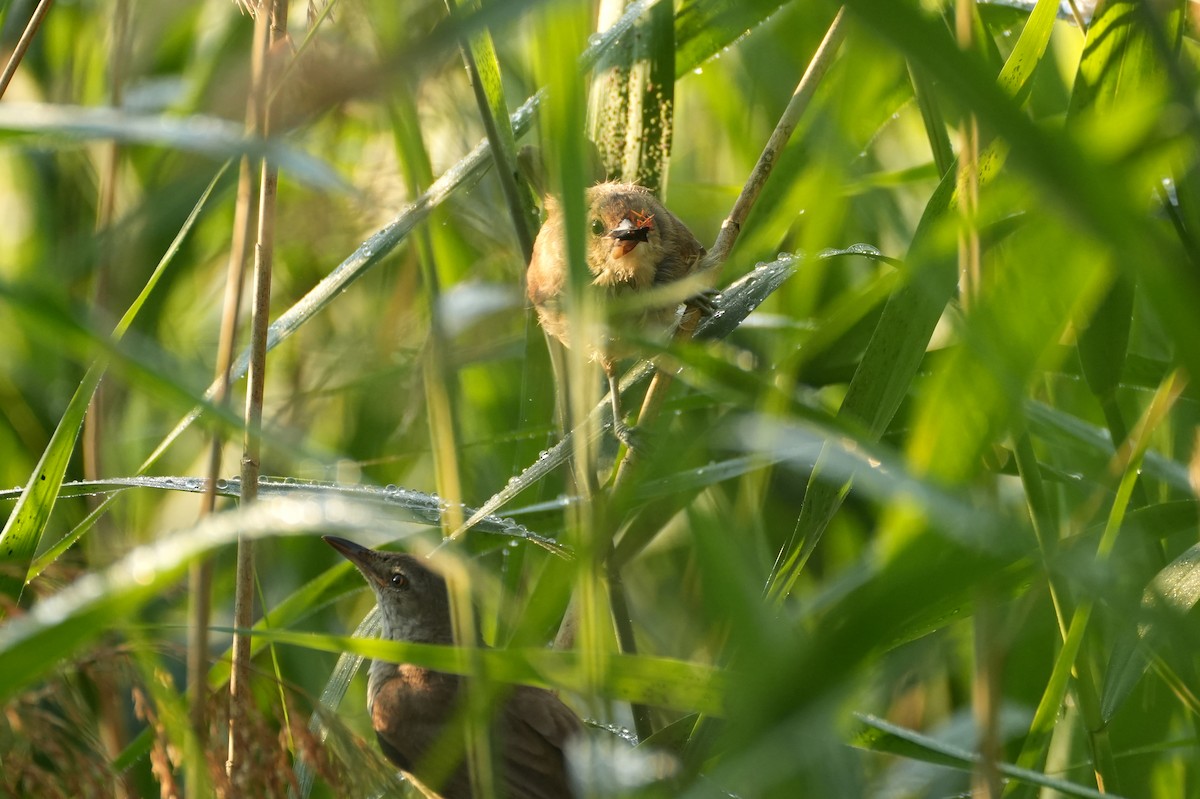 Great Reed Warbler - ML644510957