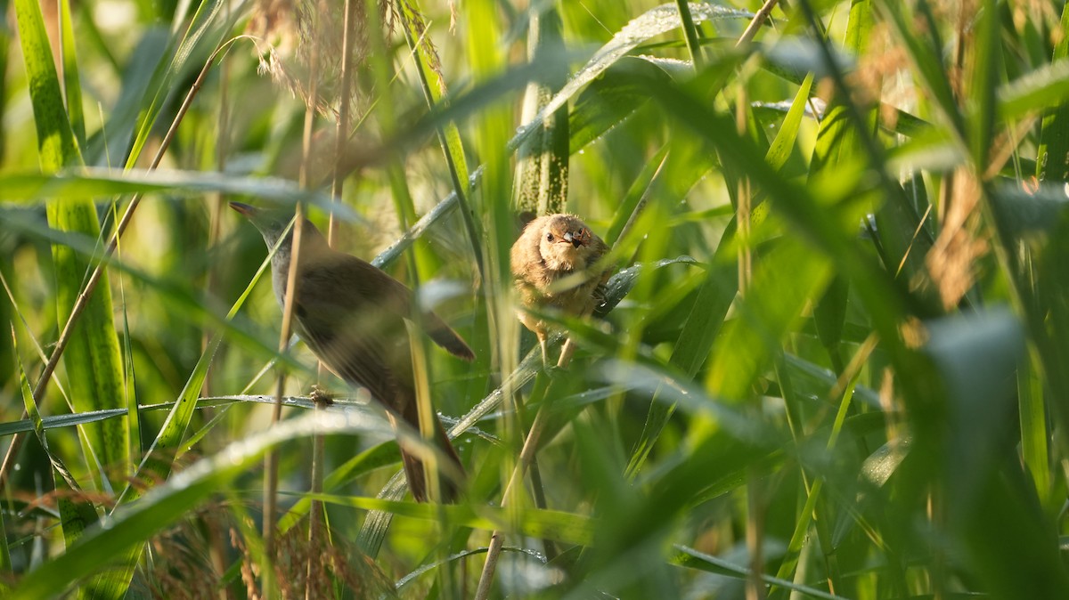 Great Reed Warbler - ML644510958