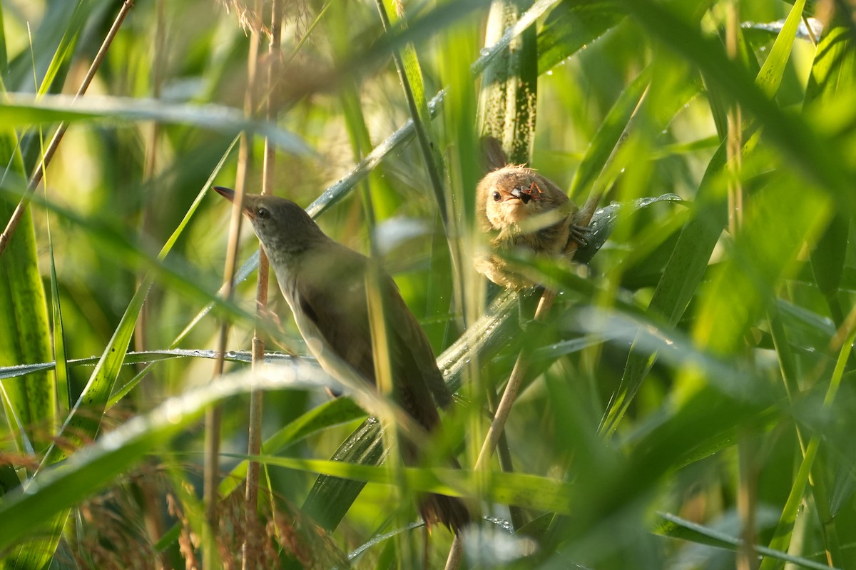 Great Reed Warbler - ML644510960