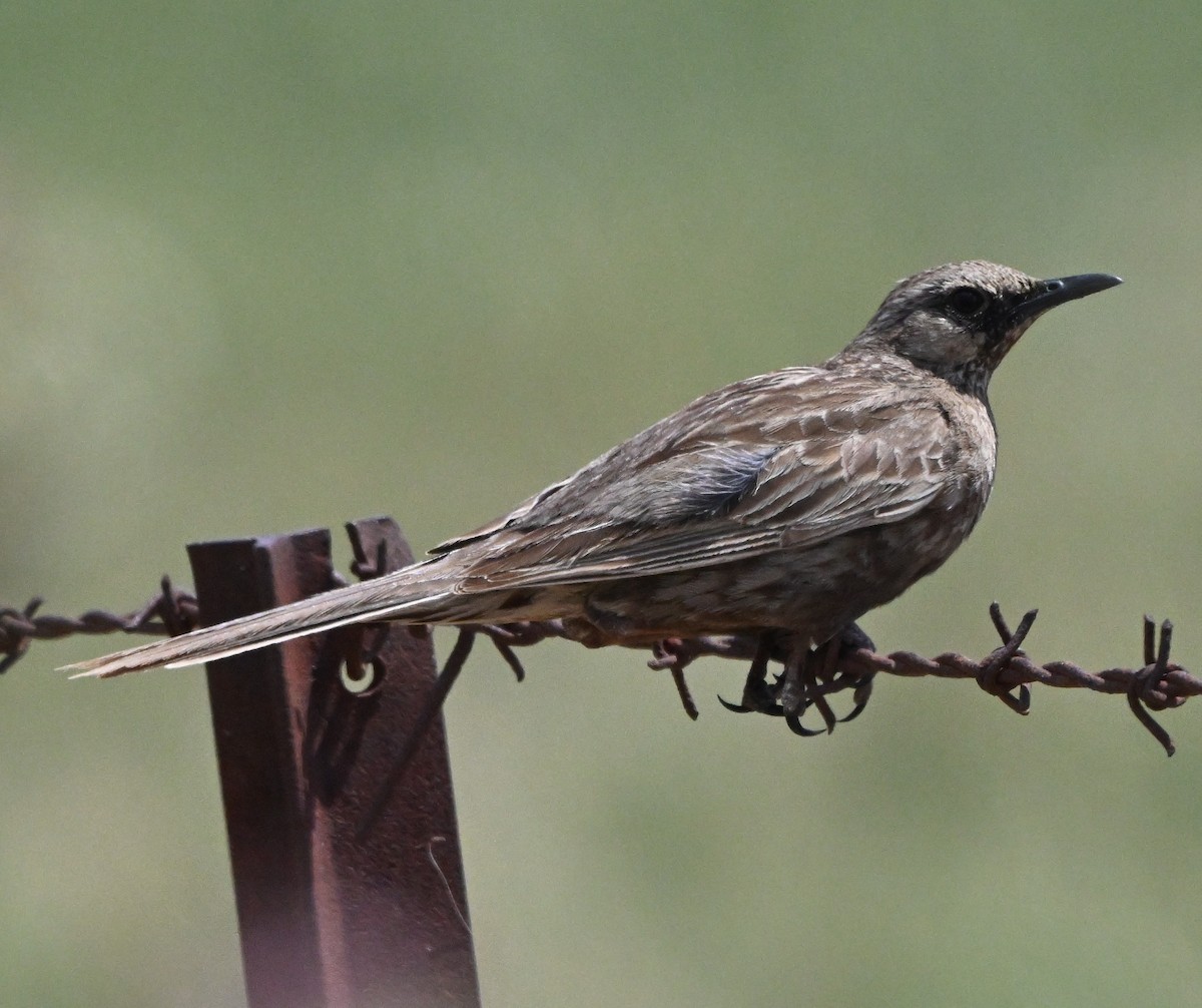 Brown Songlark - ML644510966