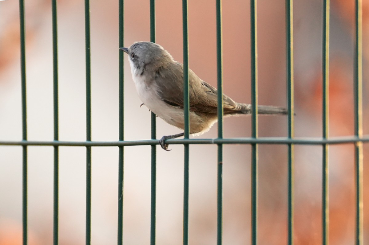 Тарчигнаа зэржгэнэ - ML644510969