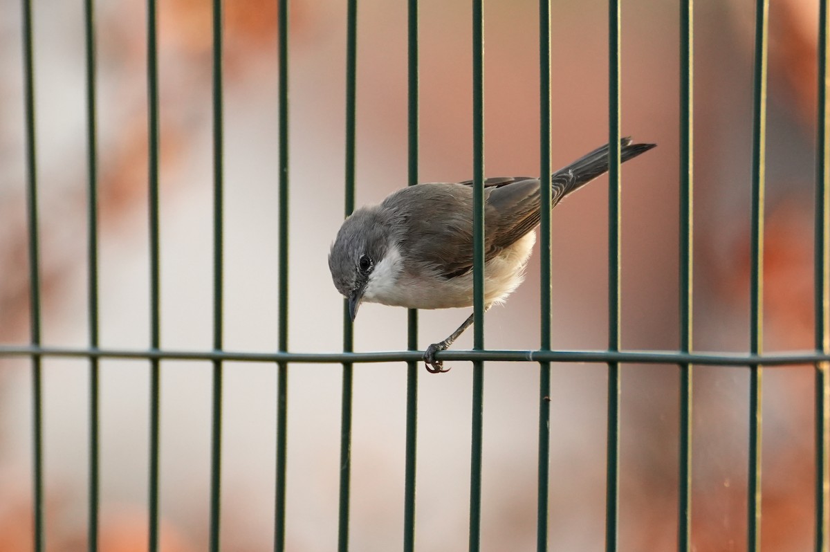 Тарчигнаа зэржгэнэ - ML644510971