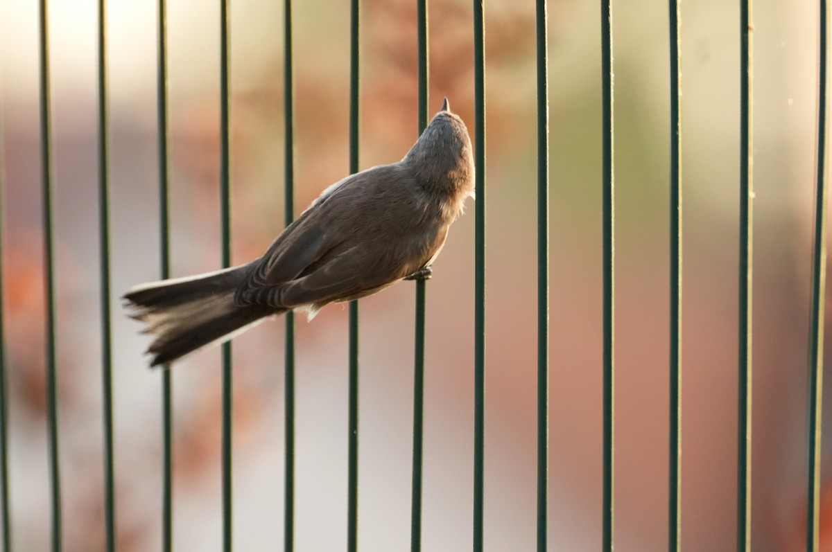 Тарчигнаа зэржгэнэ - ML644510972