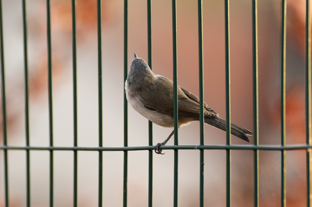 Тарчигнаа зэржгэнэ - ML644510973