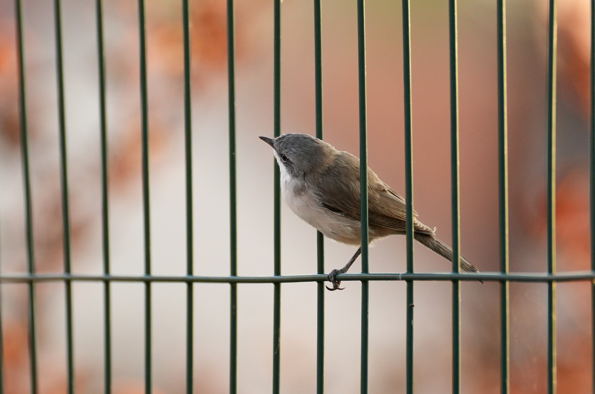 Тарчигнаа зэржгэнэ - ML644510974