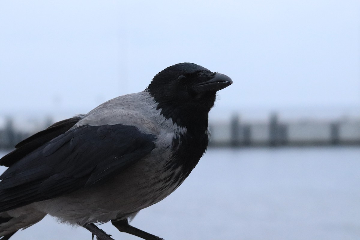 ズキンガラス - ML644510977