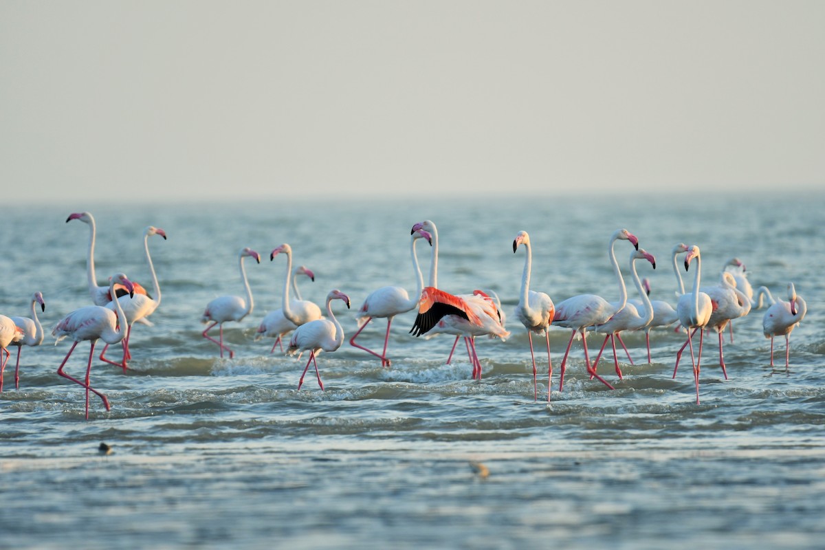 rosenflamingo - ML644510978