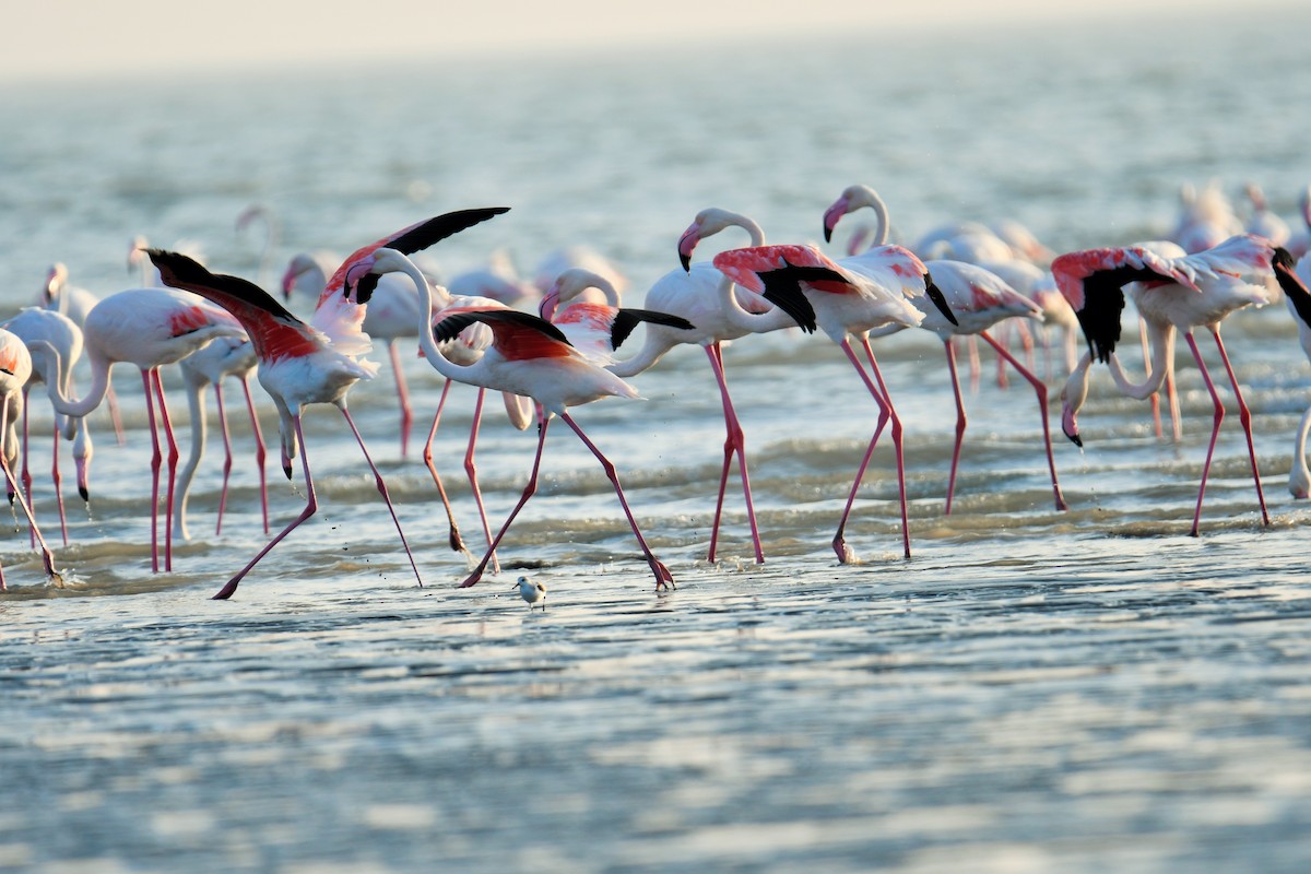 rosenflamingo - ML644510979