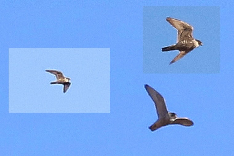 vandrefalk (peregrinus gr.) - ML644510980