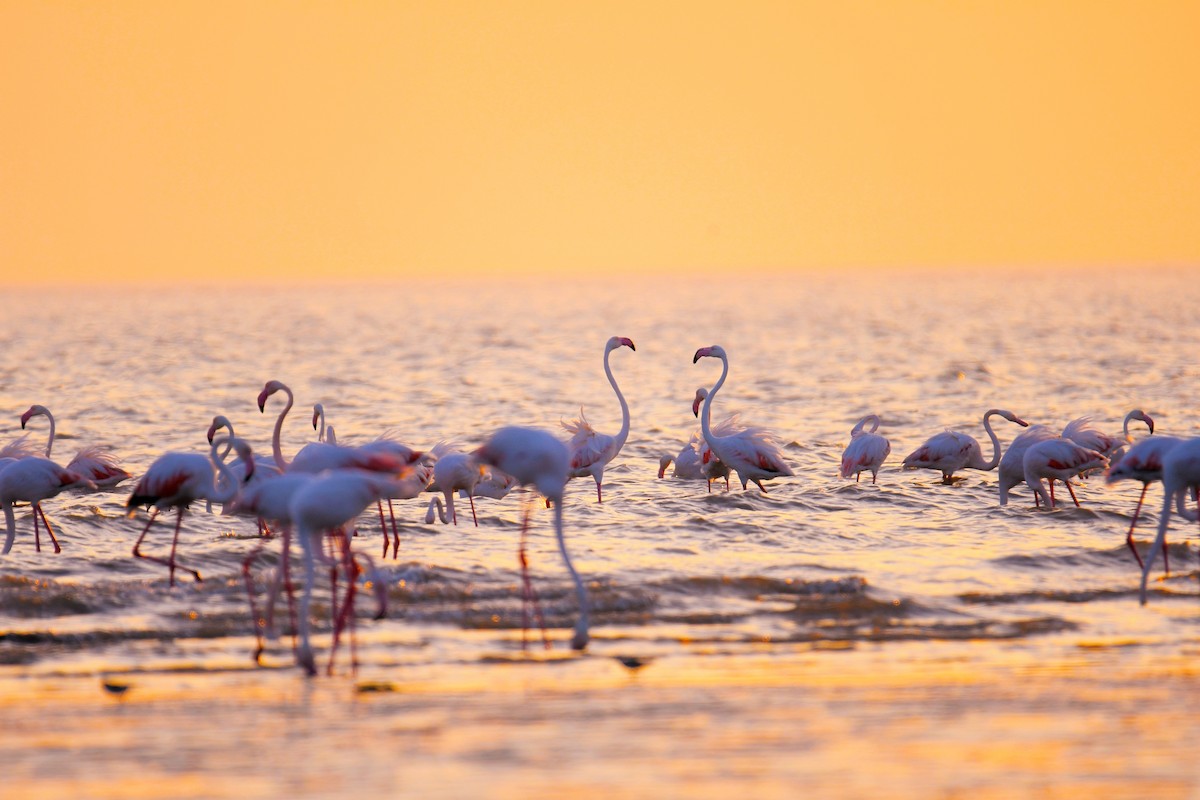 rosenflamingo - ML644510981