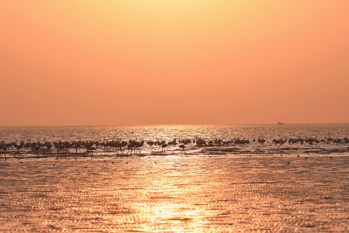 rosenflamingo - ML644510982