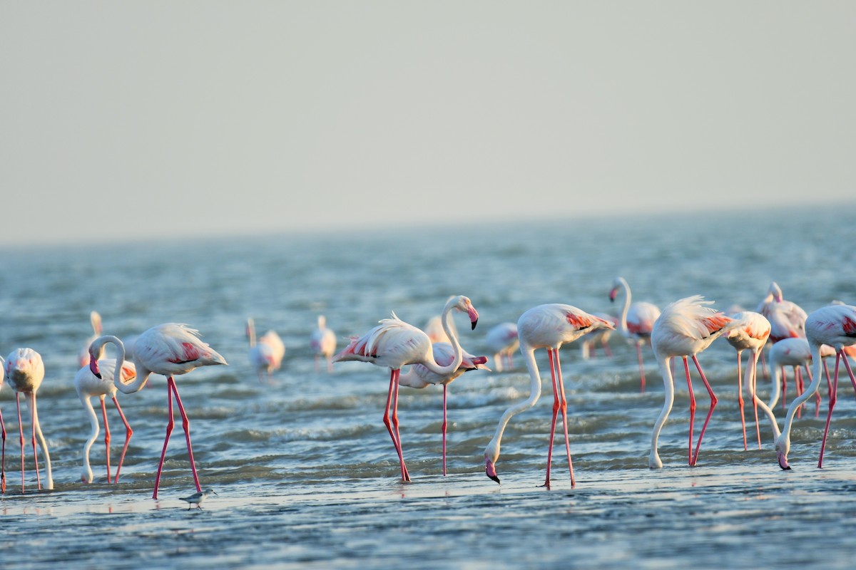 rosenflamingo - ML644510984