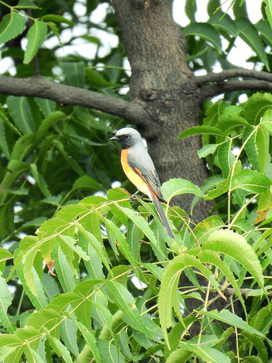 Zwergmennigvogel - ML644510985