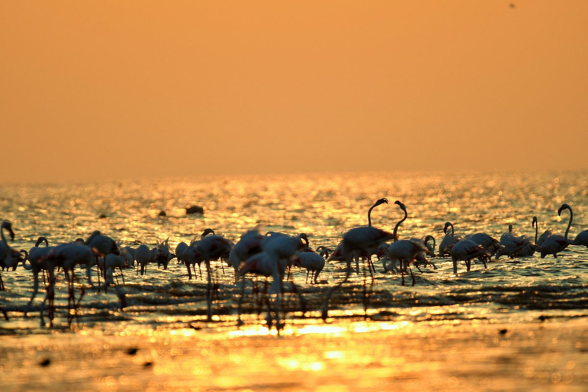 rosenflamingo - ML644510986