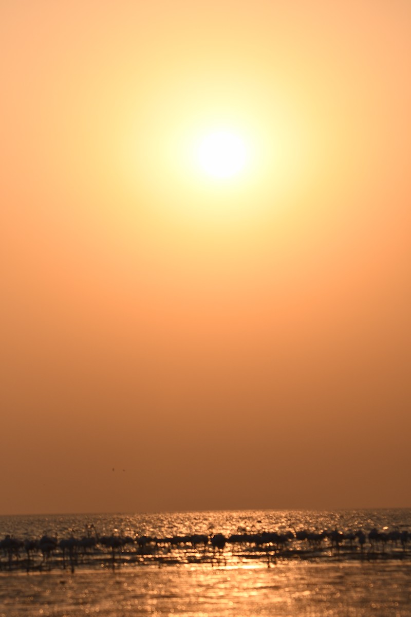 rosenflamingo - ML644510987